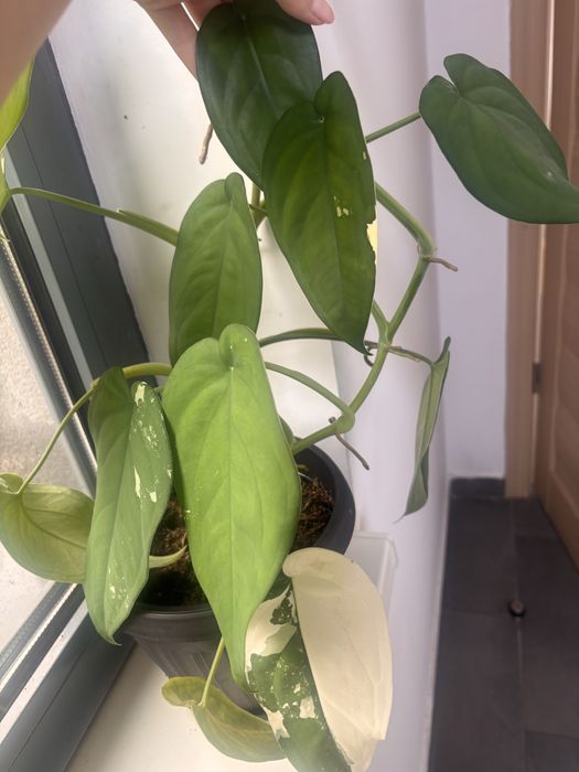 Chiapense variegated