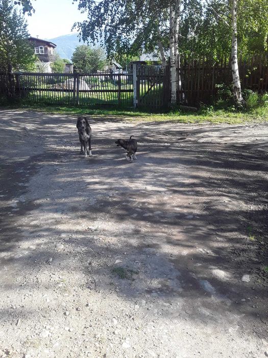 Отдам щенков породы Тазы