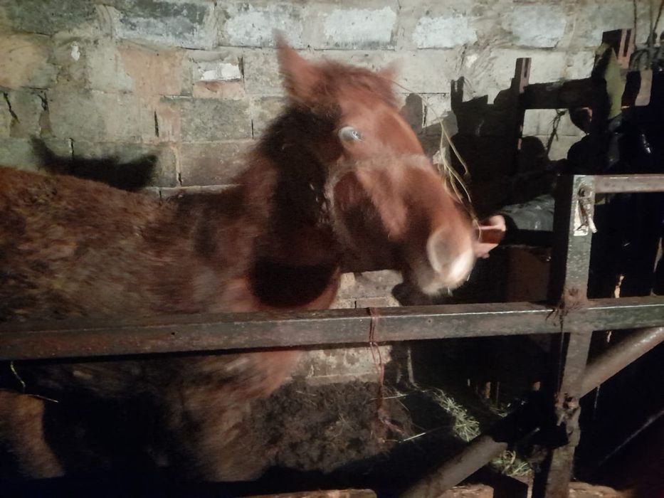 жеребёнок (тай)!