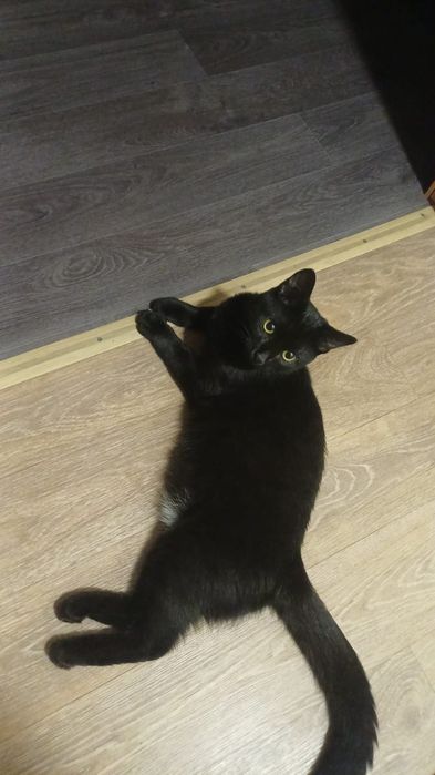 котенок в добрые руки