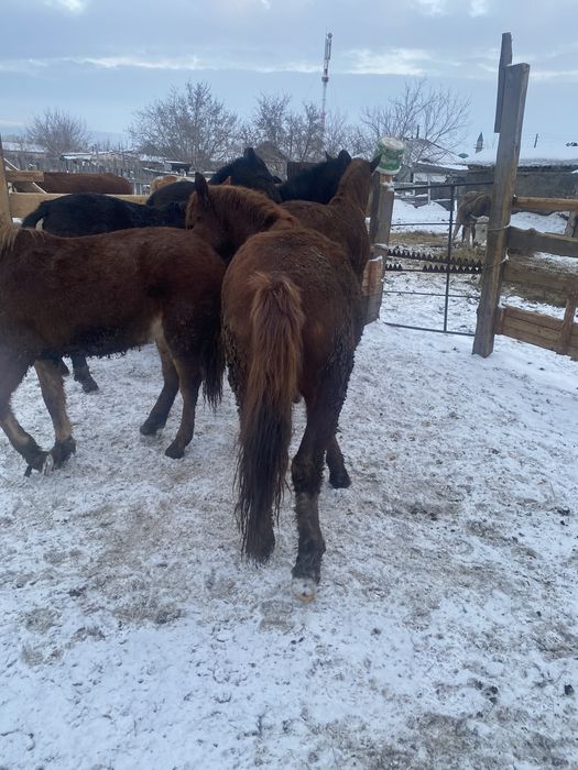 Продам лошадей 2 летка