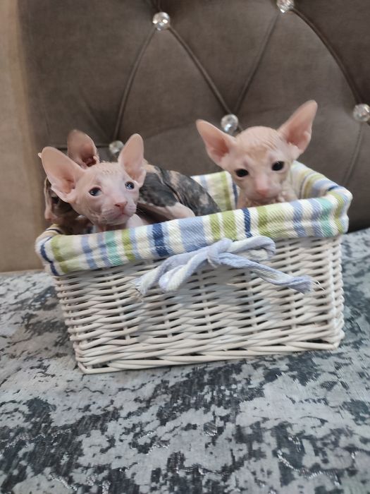 Сфинкс Питерболд