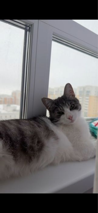 Пристраивается кот Мурзик! Кастрирован