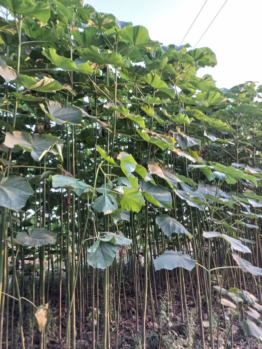 Павлунияа кучатларига закас оламиз