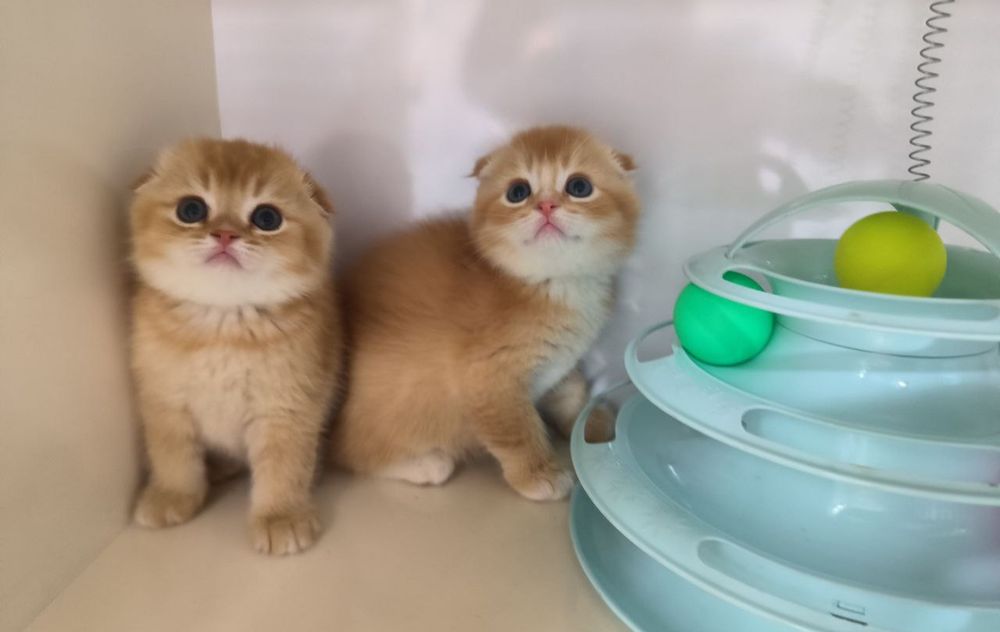 Котята от правильной вязки