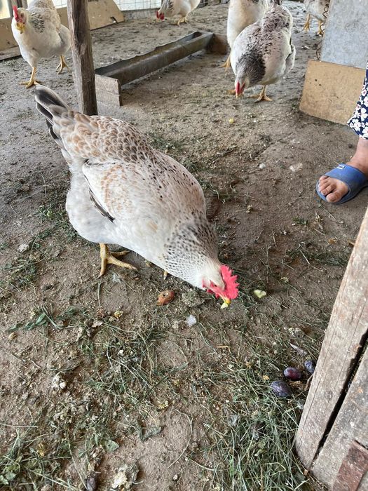 Găini de casa și rate. Ținute cu malai și faina bio  sunt foarte frumoase și se oua  sunt de anul  acesta sunt tinere