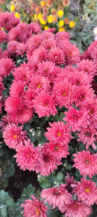 Растения для сада