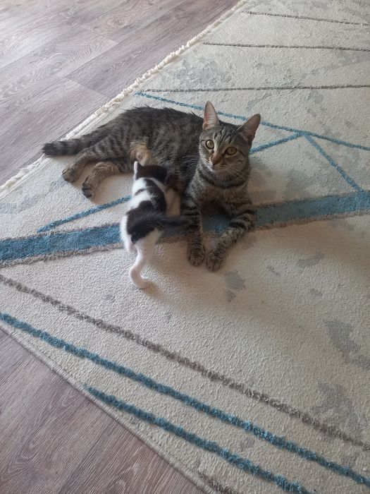 Отдам котят в добрые руки
