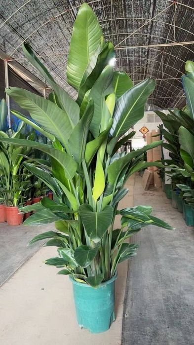 Офисные растения