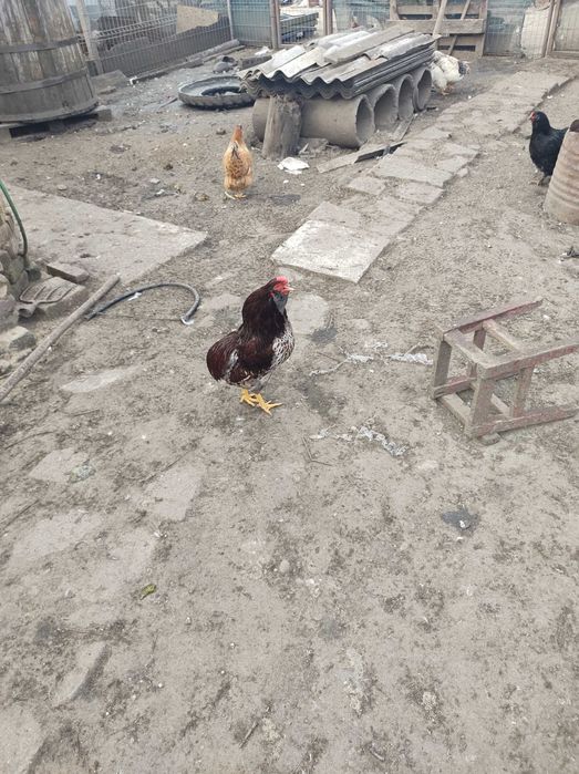 Cocosi rasa  Araucana din primavara