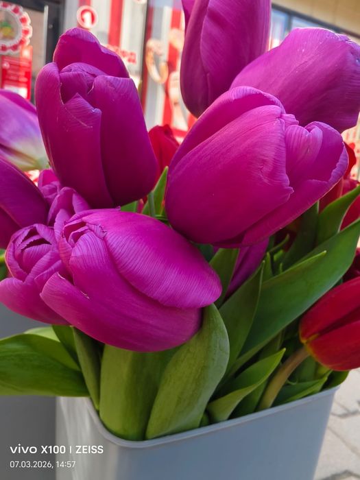 Тюльпаны продаются