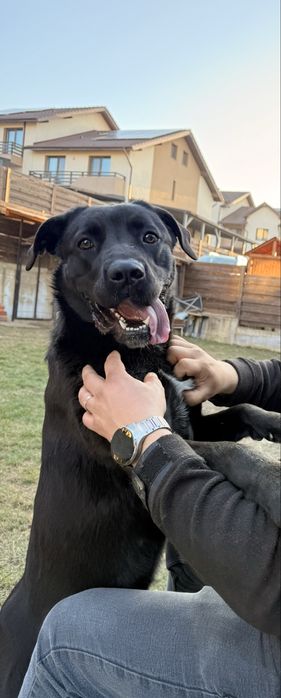 Donez metis Cane Corso