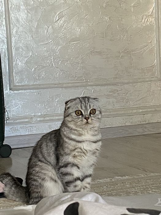 Отдам кошку даром