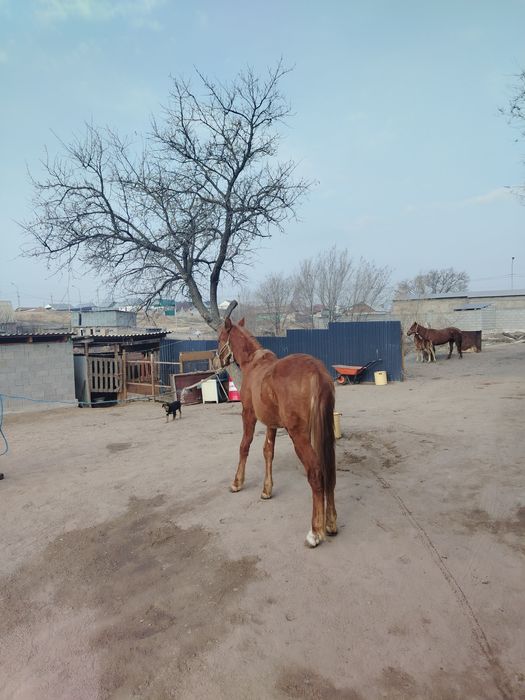 Еркек тай сатылады