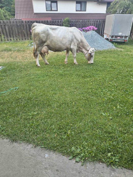 Vaca gestanta de vanzare