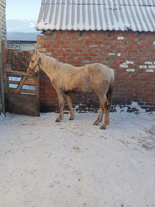 Продам жеребаик 1.8