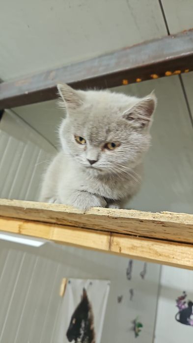 British shorthair blue fata