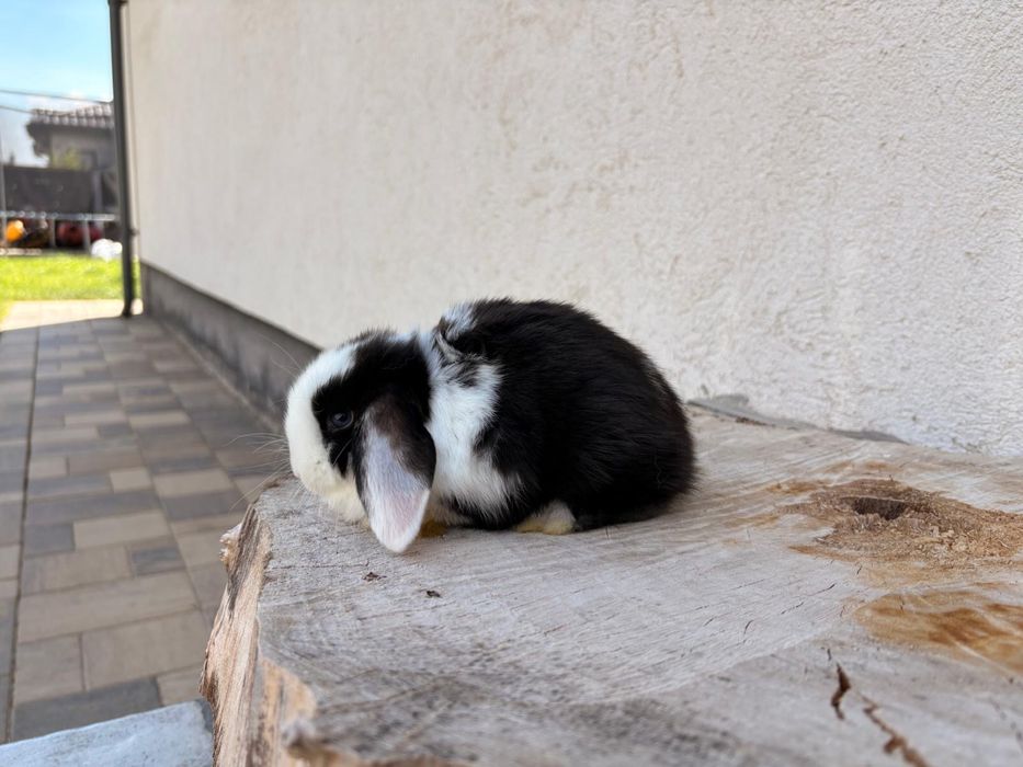 Iepuri pitici de companie berbec pitic mini lop holland lop