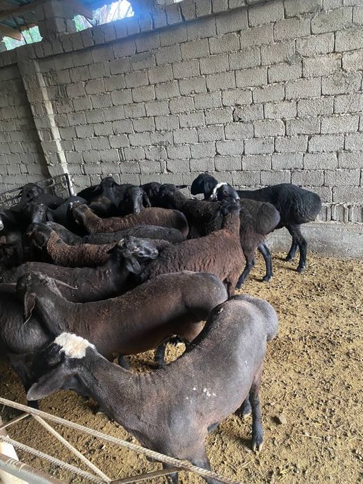 40 kilodan 80 kilogacha bo’lgan qo’chqorlar