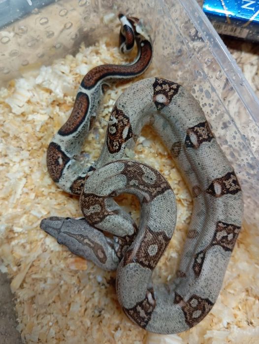 Императорские удавы продажа