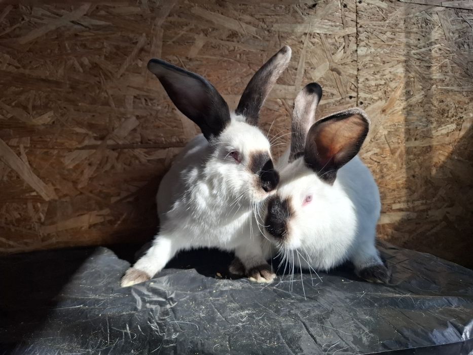 Iepuri uriaș de Transilvania vârstă 4luni