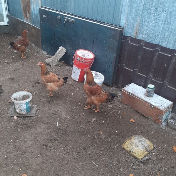 41 разездь. Ясный