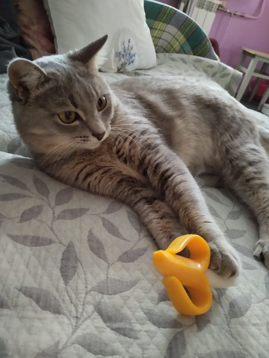 Кошечка в добрые руки