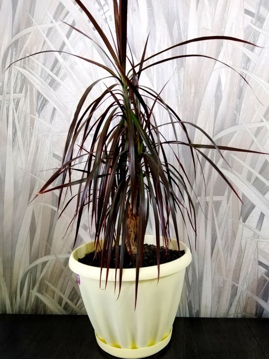 Продам комнатный цветок Драцена