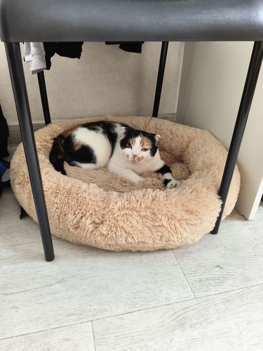 Домашние животные .