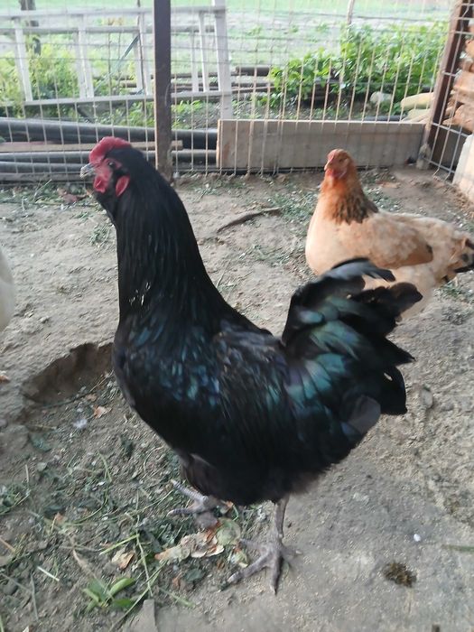 crescator animale,pasari