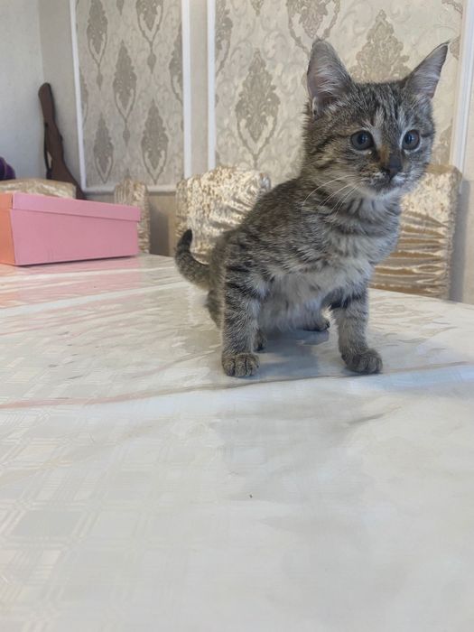 Отдам котят в заботливые руки