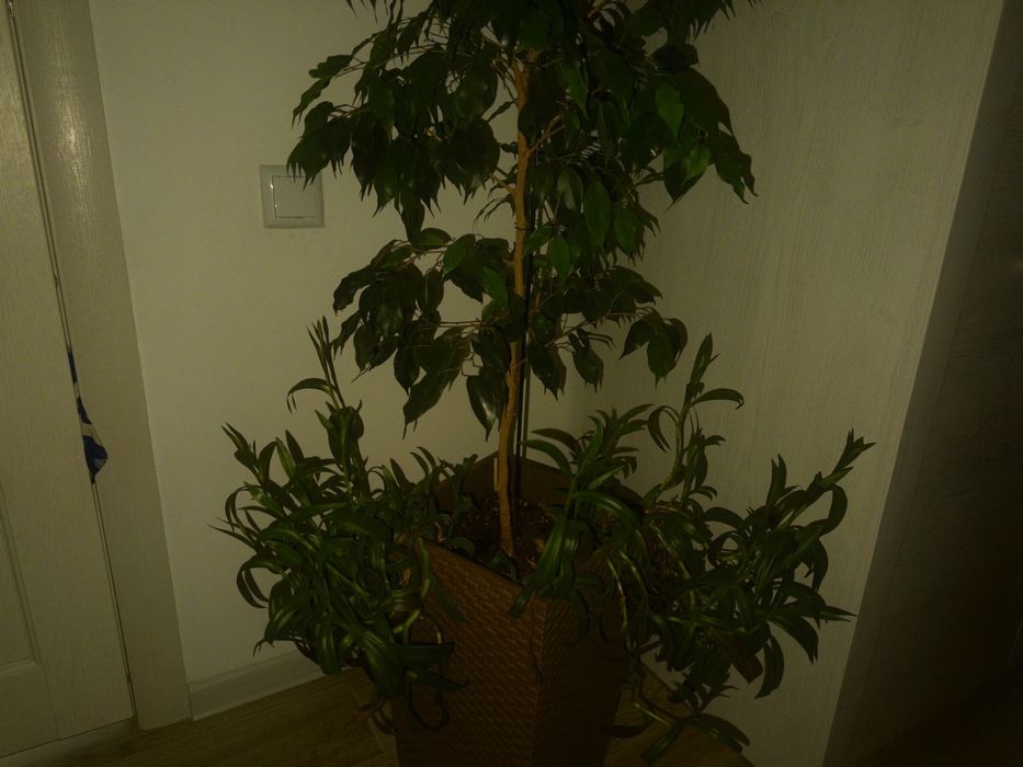 Комнатные цветы "Фикус Бенджамина"