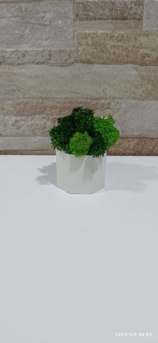 Кашпи със скандинавски мъх