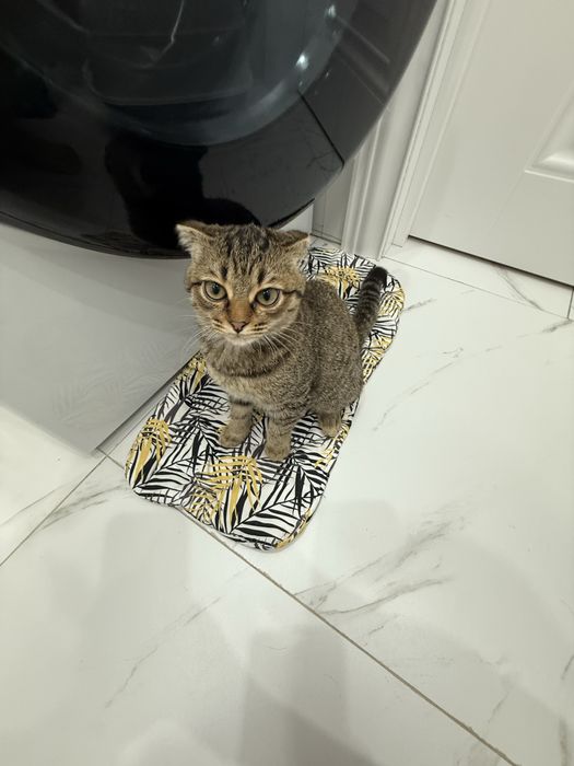 Котенок скоттиш фолд (девочка)