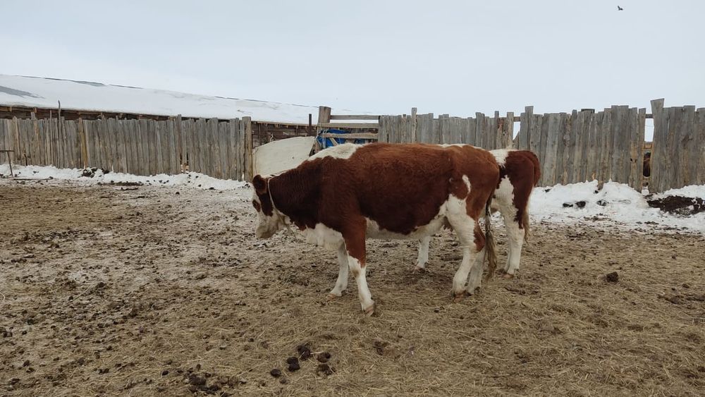 КРС, корова, сиыр