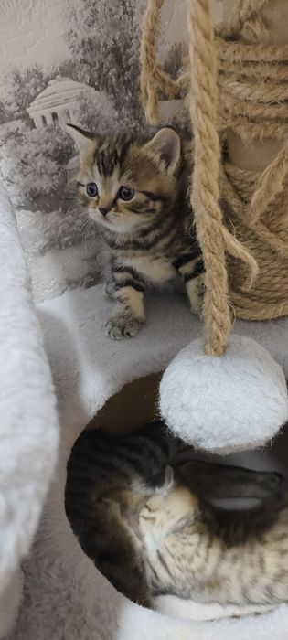 Продам  Шотландских котят