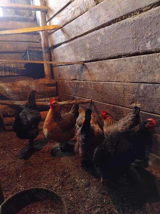 Продам домашних курочек