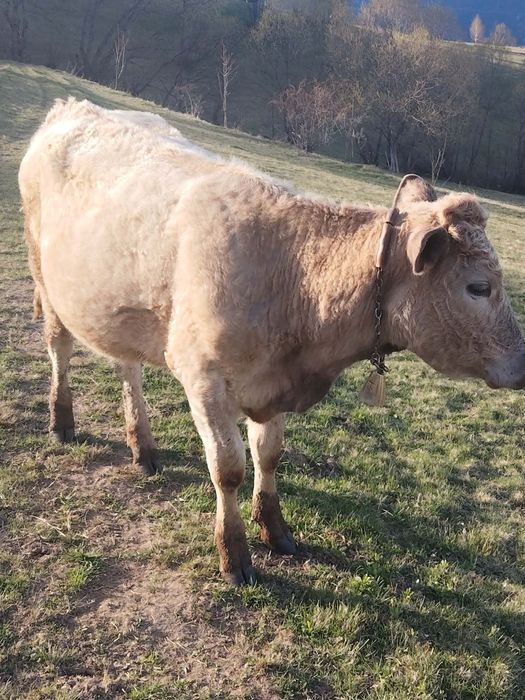Junincă de vânzare
