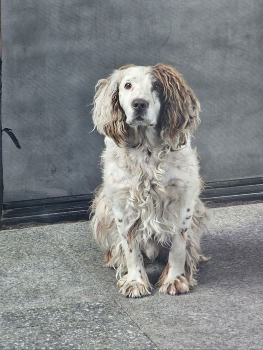 Вязка Русский охотничий спаниель