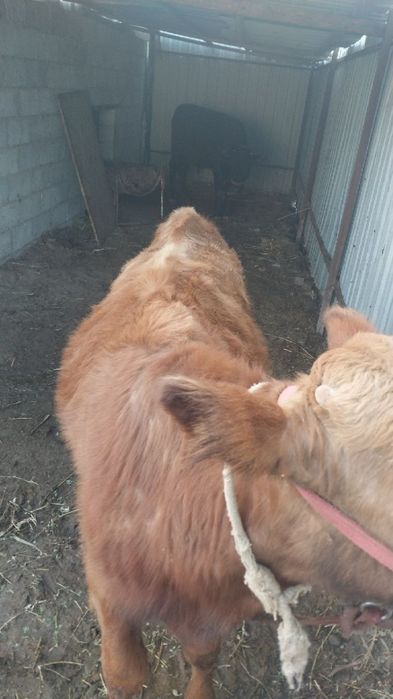 Букача сотилади.со6лм6и ёйищи зур со6лом