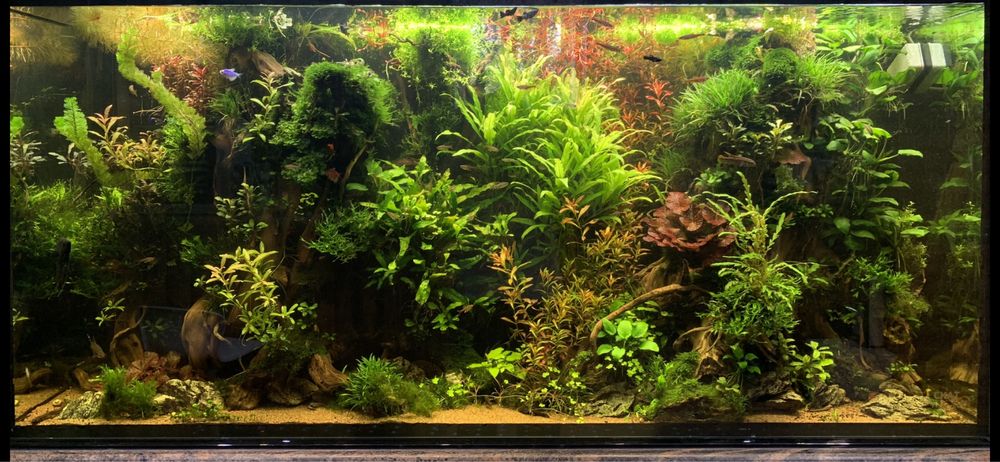 Акариумные растения