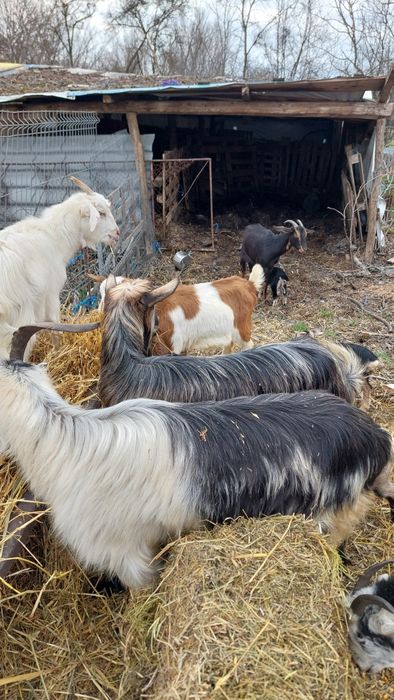 Capre tinere cu iezi