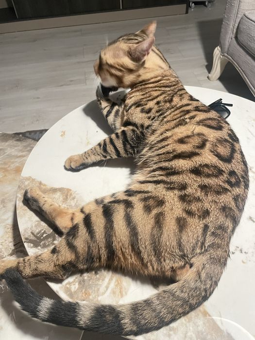 Бенгальский кот / Bengal Cat