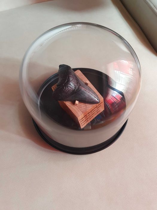 Fosila rara de Megalodon cu vitrina muzeu de prezentare