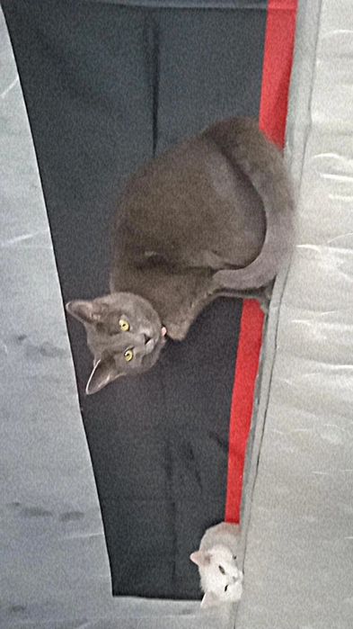 Отдам 2 очаровательных кошечек