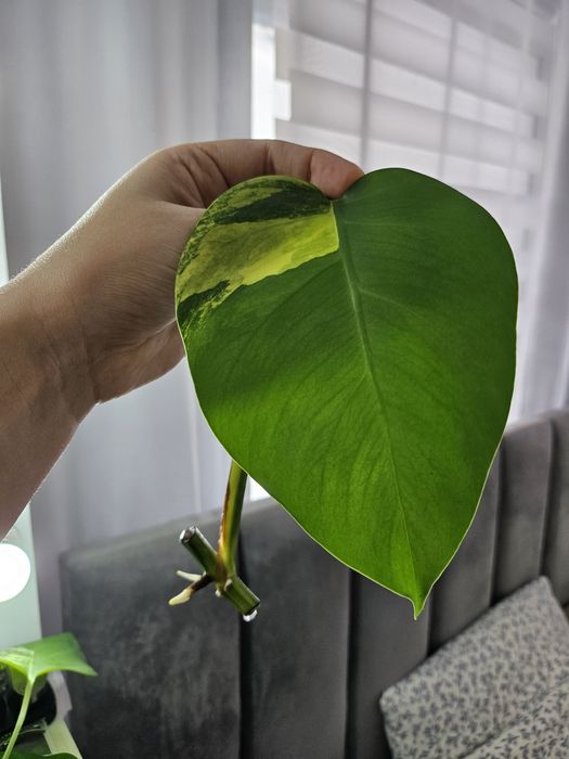 Продам черенки Monstera deliciosa 'Aurea