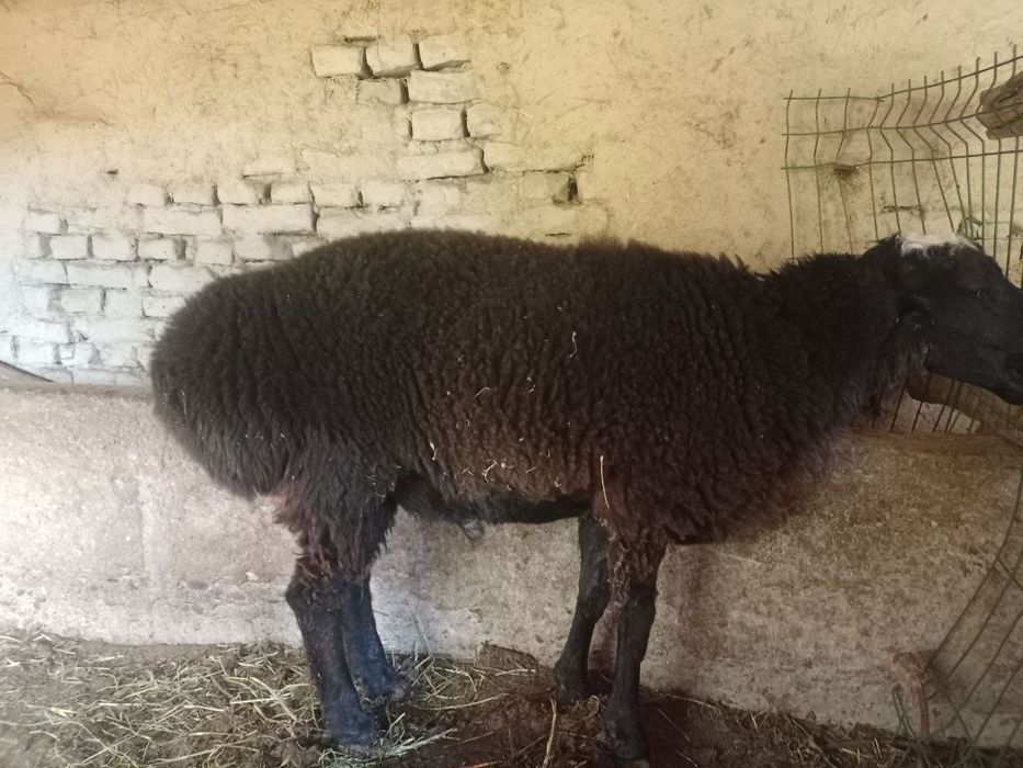 Кучкор бокилган ва бокишга