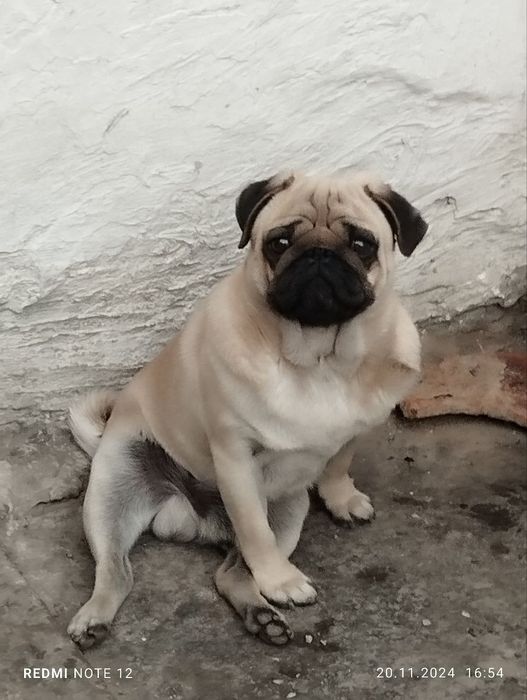 Срочно продам Мопса