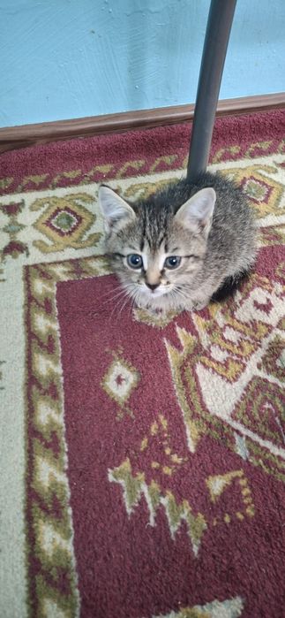 Отдам котёнка в добрые руки