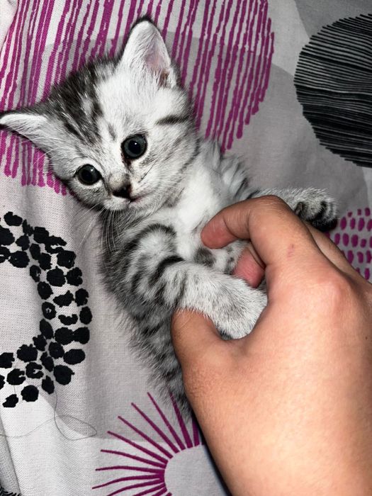 Британка короткошерсныи